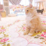 ヒメ日記 2025/09/14 17:00 投稿 ゆり 人妻花かんざし