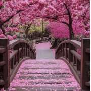 ヒメ日記 2026/03/17 17:00 投稿 ゆり 人妻花かんざし