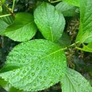 ヒメ日記 2025/04/26 18:06 投稿 谷 熟女の風俗最終章　鶯谷店