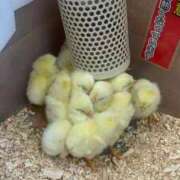 ヒメ日記 2025/02/04 21:15 投稿 かんな 池袋西口でSUGEEE求められる俺のカラダ