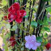 ヒメ日記 2025/02/12 14:05 投稿 かんな 池袋西口でSUGEEE求められる俺のカラダ