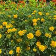 ヒメ日記 2025/03/16 16:02 投稿 かんな 池袋西口でSUGEEE求められる俺のカラダ