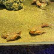 ヒメ日記 2025/03/18 22:30 投稿 かんな 池袋西口でSUGEEE求められる俺のカラダ