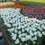 ヒメ日記 2025/05/04 15:01 投稿 かんな 池袋西口でSUGEEE求められる俺のカラダ