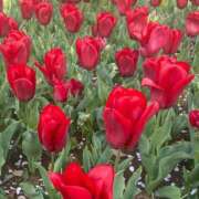 ヒメ日記 2025/05/04 20:30 投稿 かんな 池袋西口でSUGEEE求められる俺のカラダ