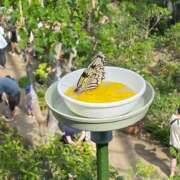 ヒメ日記 2025/05/14 17:00 投稿 かんな 池袋西口でSUGEEE求められる俺のカラダ