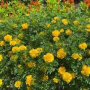 ヒメ日記 2025/05/23 15:00 投稿 かんな 池袋西口でSUGEEE求められる俺のカラダ