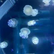 ヒメ日記 2025/06/11 15:00 投稿 かんな 池袋西口でSUGEEE求められる俺のカラダ