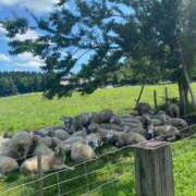 ヒメ日記 2025/06/28 15:00 投稿 かんな 池袋西口でSUGEEE求められる俺のカラダ