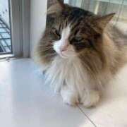 ヒメ日記 2025/08/05 14:00 投稿 かんな 池袋西口でSUGEEE求められる俺のカラダ