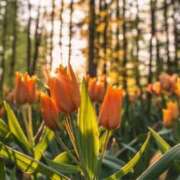 ヒメ日記 2025/04/11 20:37 投稿 ゆら 出会い系人妻ネットワーク さいたま～大宮編