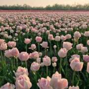 ヒメ日記 2025/05/18 09:08 投稿 ゆら 出会い系人妻ネットワーク さいたま～大宮編