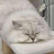 ヒメ日記 2025/12/31 10:11 投稿 みお☆プリンセス JKサークル