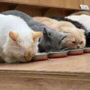 ヒメ日記 2026/01/18 14:43 投稿 みお☆プリンセス JKサークル