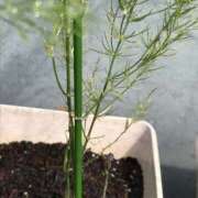 ヒメ日記 2025/06/02 08:51 投稿 たま モアグループ 土浦人妻花壇