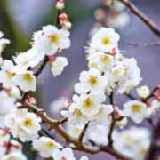 ヒメ日記 2025/03/01 21:07 投稿 Ayumi THE MUSE