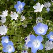 ヒメ日記 2025/05/11 01:44 投稿 Ayumi THE MUSE