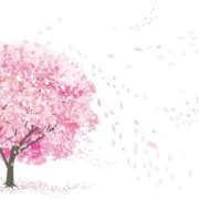 らら 桜がすごく綺麗な日♪ .* 尼妻（あまづま）