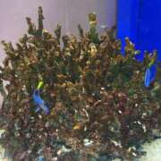 ヒメ日記 2025/04/21 11:42 投稿 らら 尼妻（あまづま）