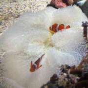 ヒメ日記 2025/05/02 23:43 投稿 らら 尼妻（あまづま）