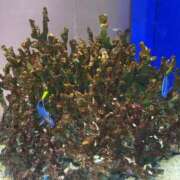 ヒメ日記 2025/05/29 11:01 投稿 らら 尼妻（あまづま）