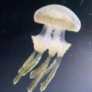 ヒメ日記 2025/05/30 10:54 投稿 らら 尼妻（あまづま）