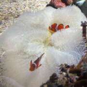 ヒメ日記 2025/06/13 10:34 投稿 らら 尼妻（あまづま）