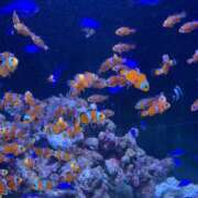 ヒメ日記 2025/10/16 11:01 投稿 らら 尼妻（あまづま）