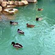 ヒメ日記 2025/11/20 10:51 投稿 らら 尼妻（あまづま）