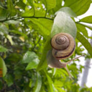 ヒメ日記 2025/05/23 16:33 投稿 なおり もしも素敵な妻が指輪をはずしたら・・・カーラ
