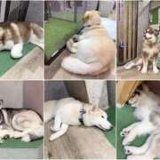 ヒメ日記 2025/04/28 23:30 投稿 横山まい 響-HIBIKI-