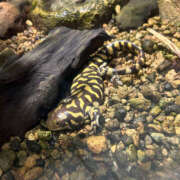 ヒメ日記 2025/07/13 03:48 投稿 まる 恋愛マット同好会