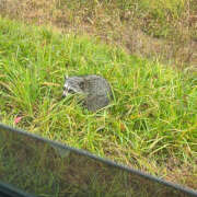 ヒメ日記 2025/10/19 21:48 投稿 まる 恋愛マット同好会