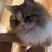 ヒメ日記 2025/04/27 12:25 投稿 りろ 白いぽっちゃりさん