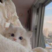 ヒメ日記 2025/05/26 09:49 投稿 いる スピード梅田店