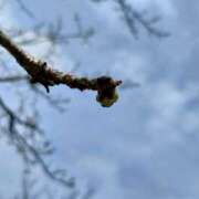 ヒメ日記 2025/03/27 10:06 投稿 のえる モアグループ 土浦人妻花壇