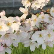 ヒメ日記 2025/04/02 11:33 投稿 のえる モアグループ 土浦人妻花壇