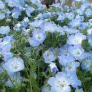 ヒメ日記 2025/04/11 20:21 投稿 のえる モアグループ 土浦人妻花壇