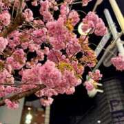 ヒメ日記 2025/05/08 23:19 投稿 つきひ 札幌しこたまクリニック