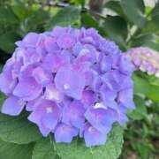 ヒメ日記 2025/06/21 11:45 投稿 もえか 脱がされたい人妻 町田・相模原店