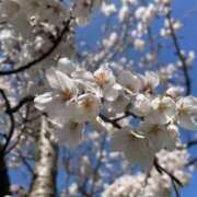 ヒメ日記 2025/03/30 10:16 投稿 ひな 佐世保人妻デリヘル「デリ夫人」