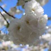 ヒメ日記 2025/04/07 12:48 投稿 ひな 佐世保人妻デリヘル「デリ夫人」