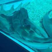 ヒメ日記 2025/04/11 19:00 投稿 チュウ Club Hearts