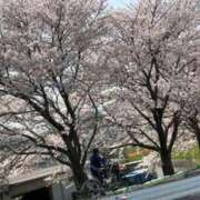 ヒメ日記 2025/04/24 21:19 投稿 チュウ Club Hearts