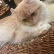 ヒメ日記 2026/01/21 12:09 投稿 琉花(るか) 人妻城 横浜本店