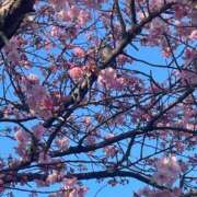 ヒメ日記 2026/03/27 07:29 投稿 琉花(るか) 人妻城 横浜本店