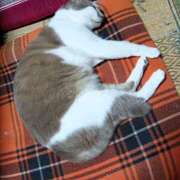 ヒメ日記 2025/04/29 00:41 投稿 ゆめき 熟女の風俗最終章 宇都宮店