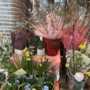 ヒメ日記 2025/01/20 17:45 投稿 さゆき 奥鉄オクテツ東京店（デリヘル市場）