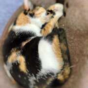 ヒメ日記 2025/09/12 15:55 投稿 さゆき 奥鉄オクテツ東京店（デリヘル市場）