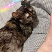 ヒメ日記 2025/11/02 13:45 投稿 さゆき 奥鉄オクテツ東京店（デリヘル市場）